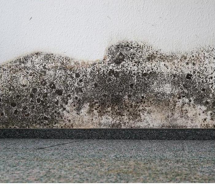 heavy mold damage along wall and baseboard
