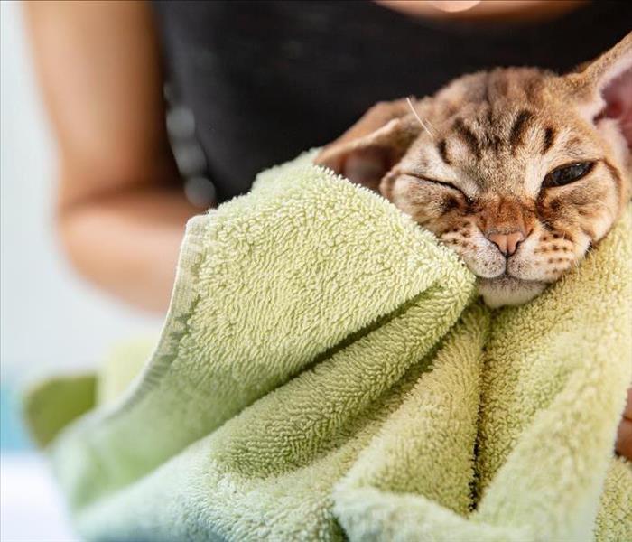 cat being dried in a towel